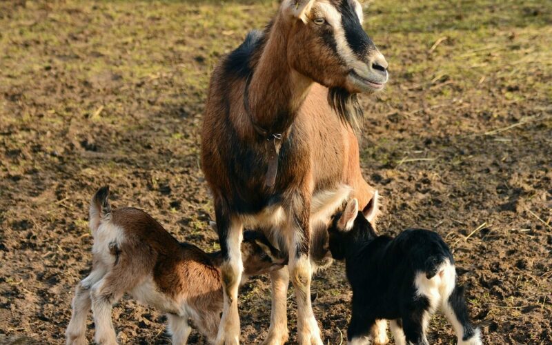 Goat Ownership Laws in New Hampshire