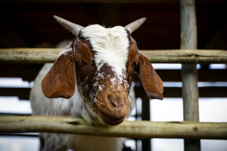 Goat Ownership Laws in New Jersey