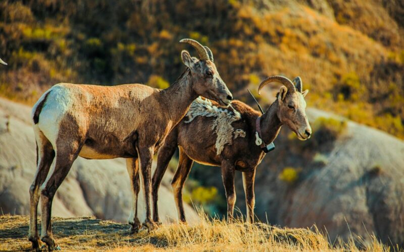 Goat Ownership Laws in New Mexico