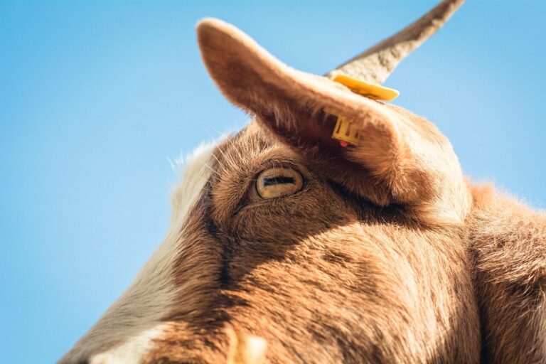 Goat Ownership Laws in South Dakota