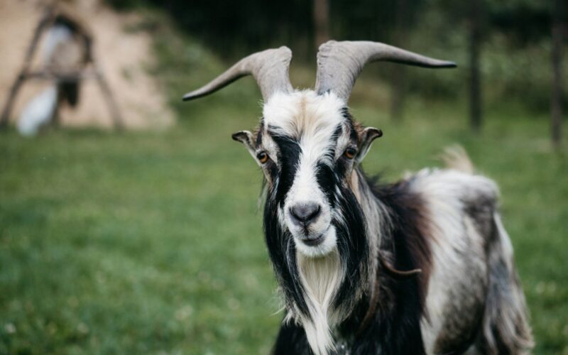 Goat Ownership Laws in Vermont