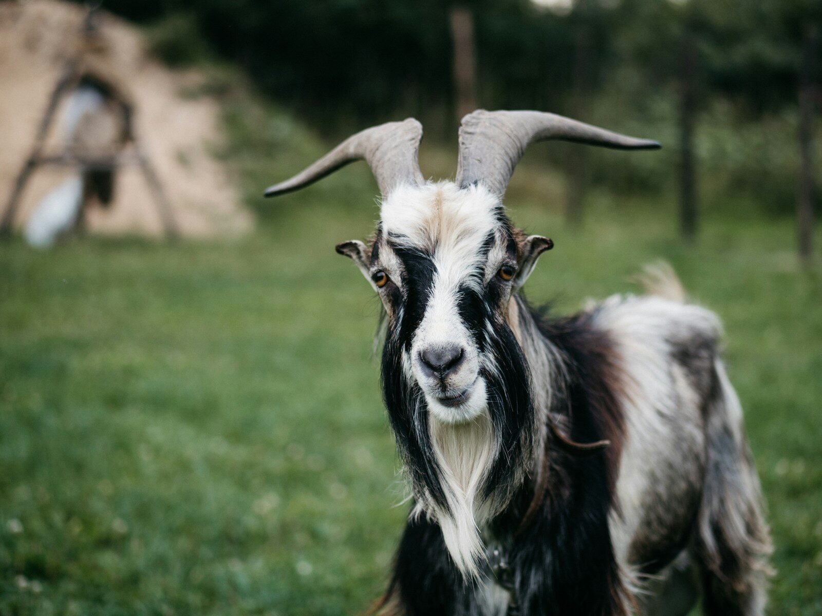 Goat Ownership Laws in Vermont