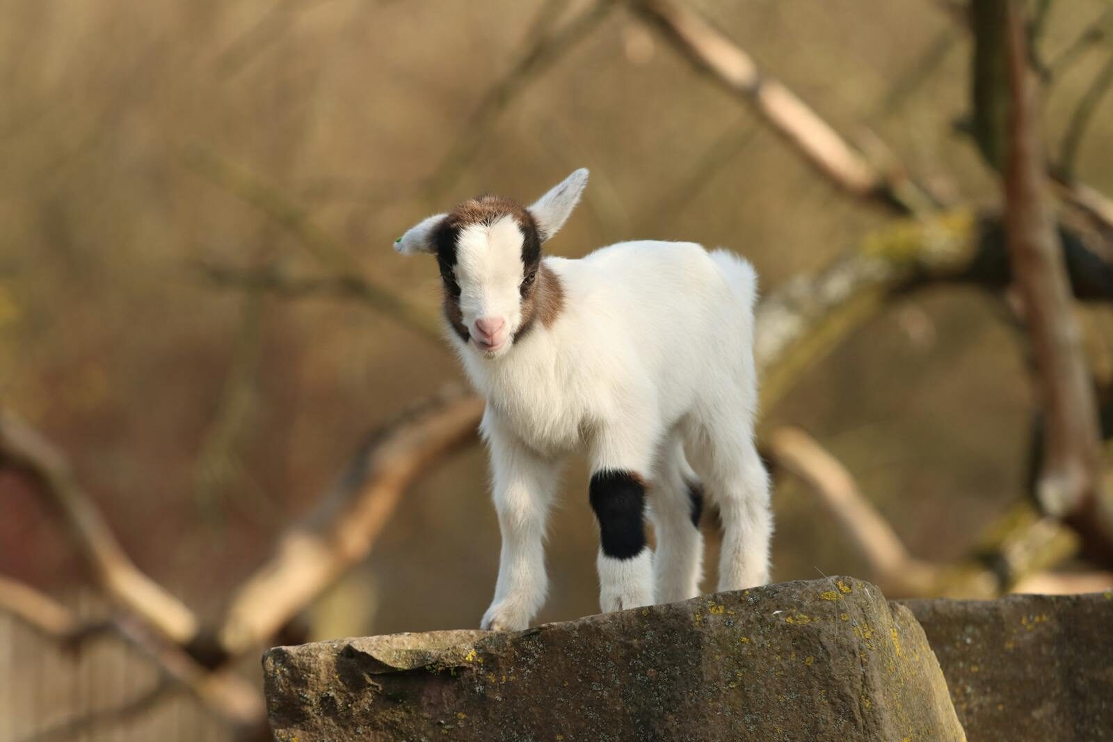 Goat Ownership Laws in Virginia