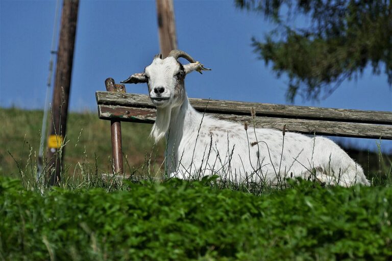 Goat Ownership Laws in Washington