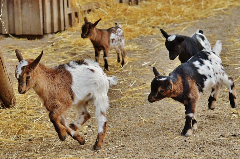 Goat Ownership Laws in West Virginia