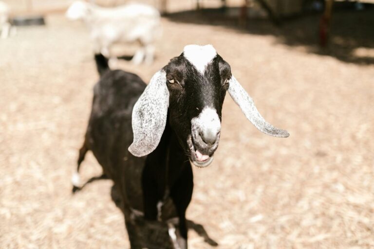 Goat Ownership Laws in Wisconsin