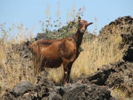 Goat Ownership Laws in Wyoming