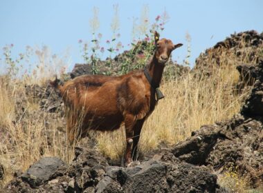 Goat Ownership Laws in Wyoming