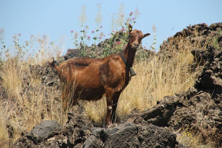 Goat Ownership Laws in Wyoming