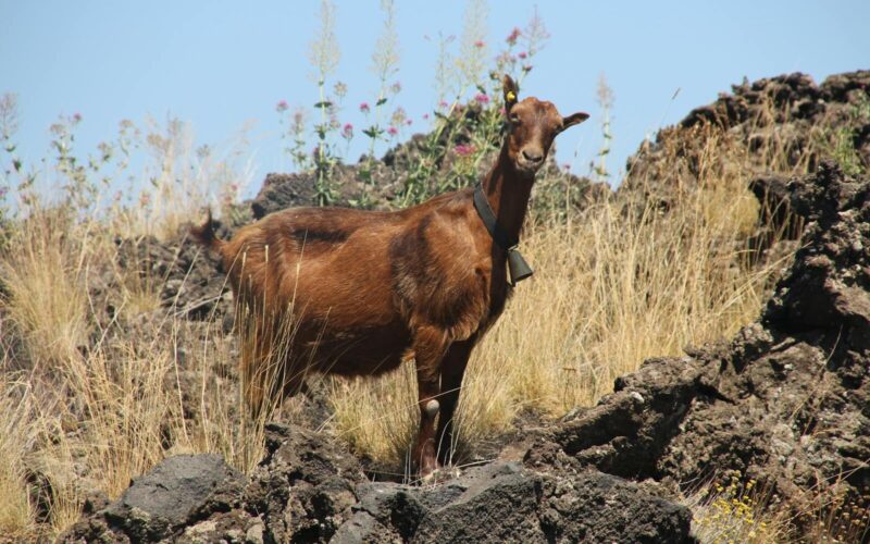 Goat Ownership Laws in Wyoming