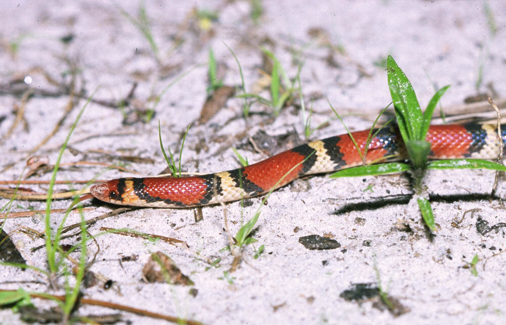 Northern Scarlet Snake