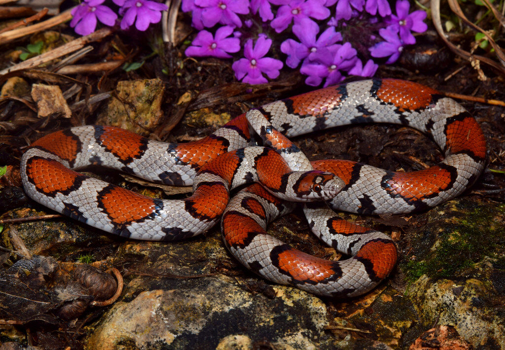 Red Milk Snake