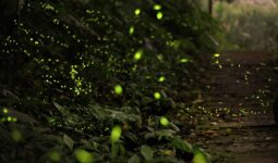types of fireflies in oregon