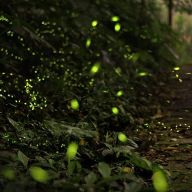 types of fireflies in oregon