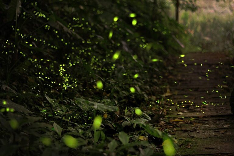 types of fireflies in oregon