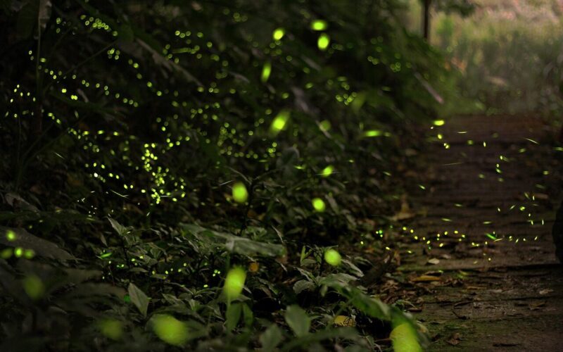 types of fireflies in oregon