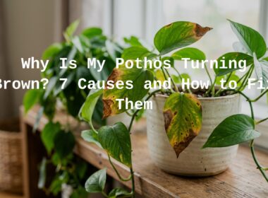 Why Is My Pothos Turning Brown?