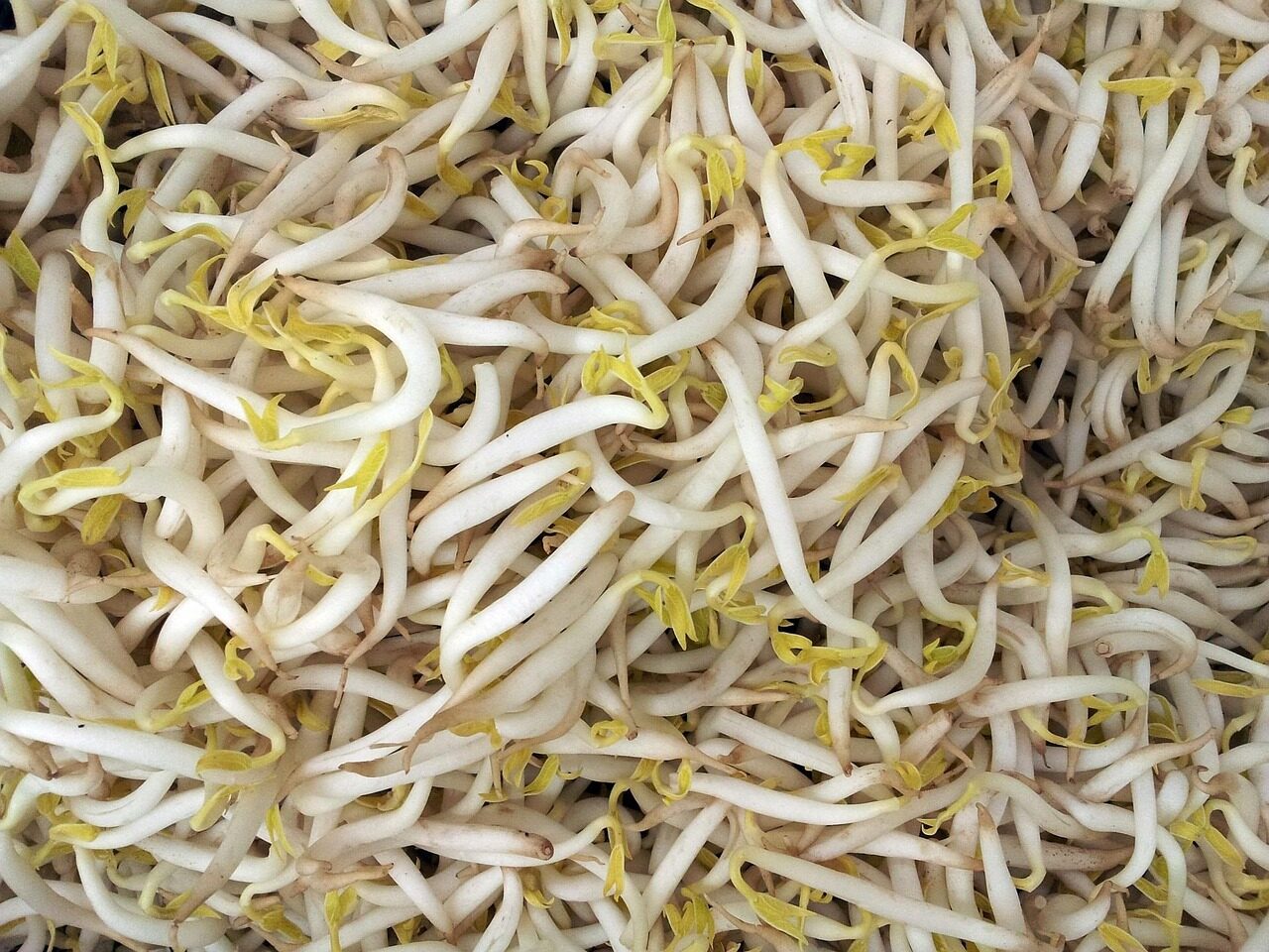 Can You Eat Raw Sprouts While Pregnant