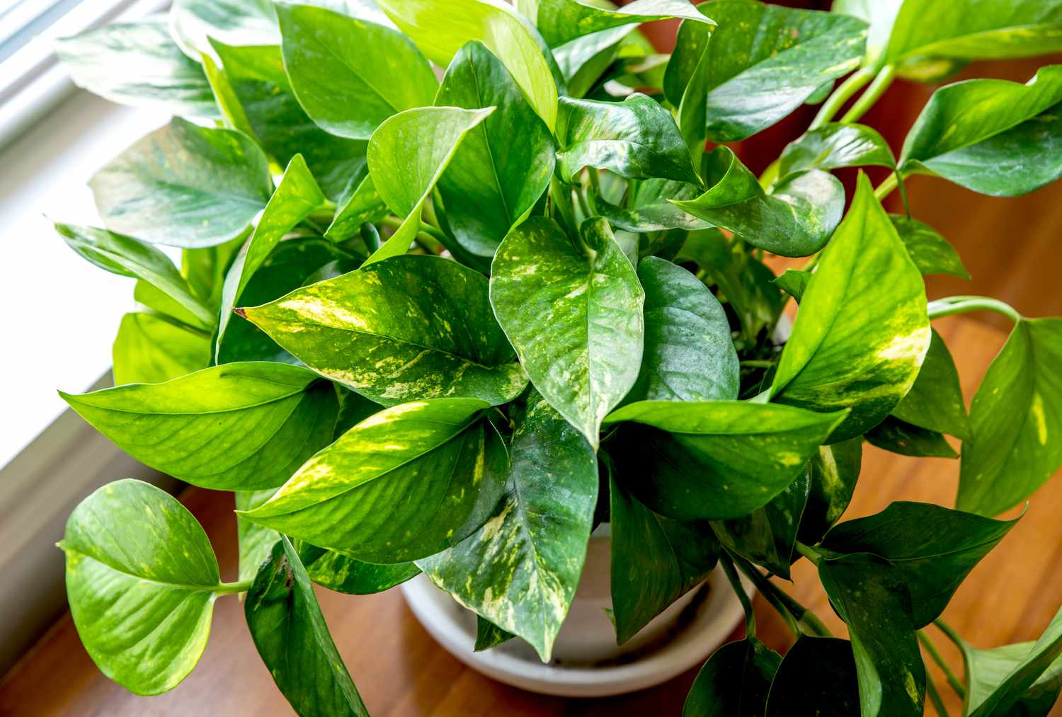 Why Are My Pothos Leaves Small