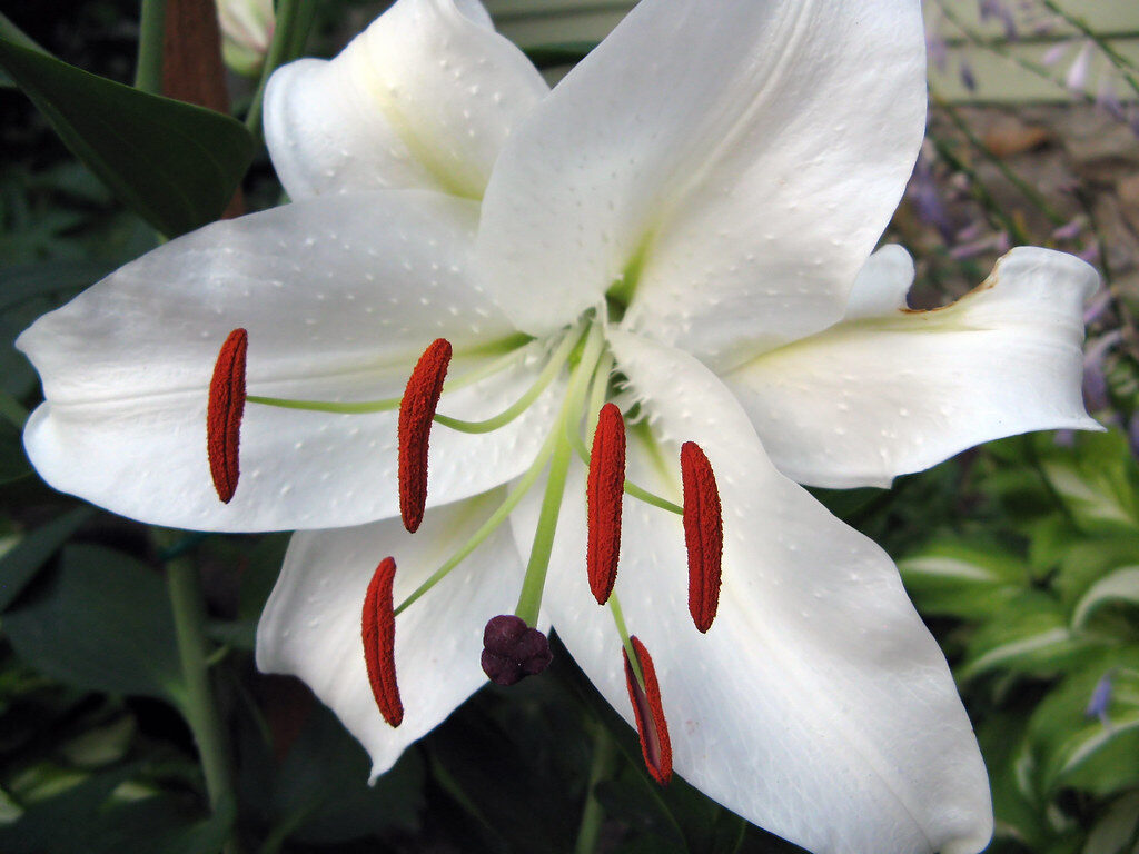 Casa Blanca Lily