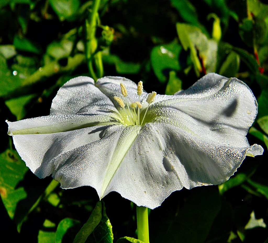 Ipomoea Alba (Moonflower)