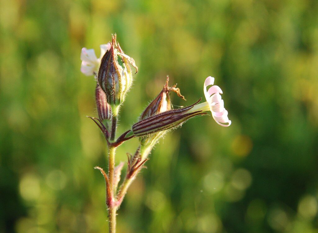 Night-Flowering Catchfly