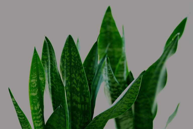 Why Are My Snake Plant Leaves Wrinkled