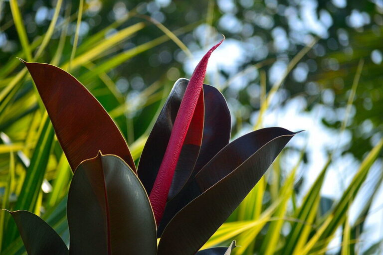 Why Is My Rubber Plant Losing Leaves?
