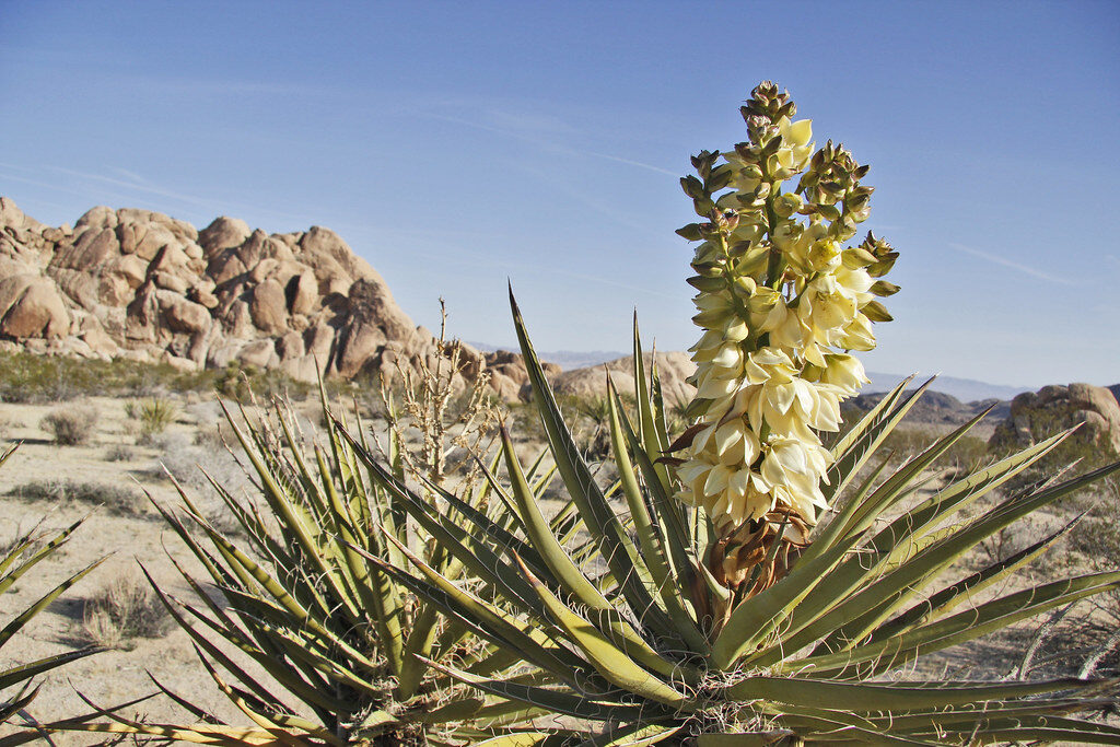 Yucca