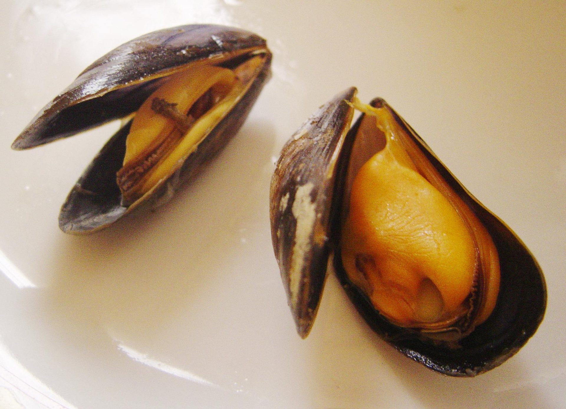 can you freeze cooked mussels in their shell