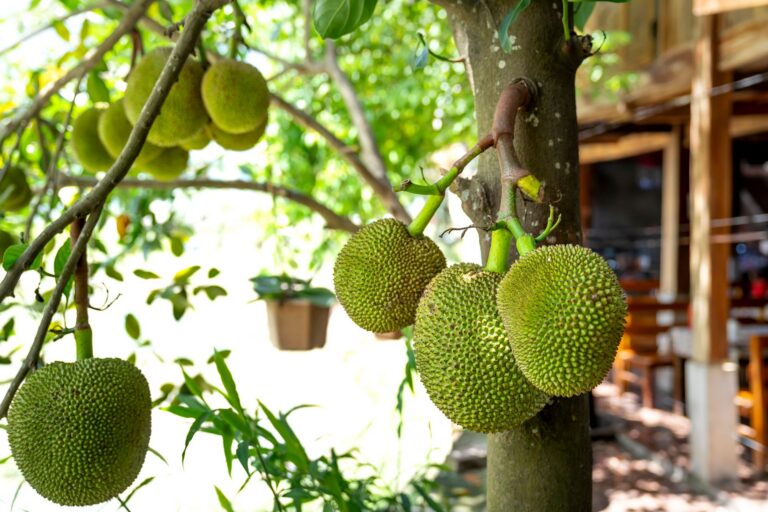 can you freeze fresh cut jackfruit