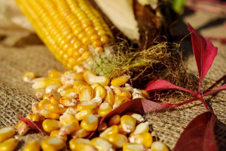 can you freeze whole corn on the cob without blanching